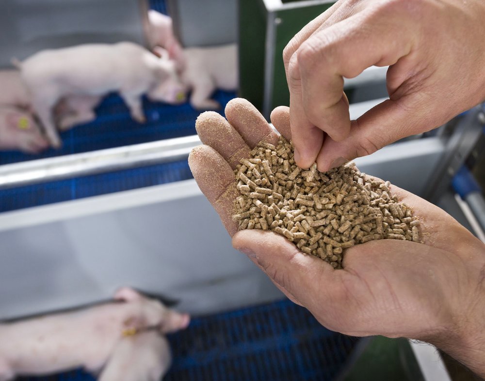 Feed preservation for piglets