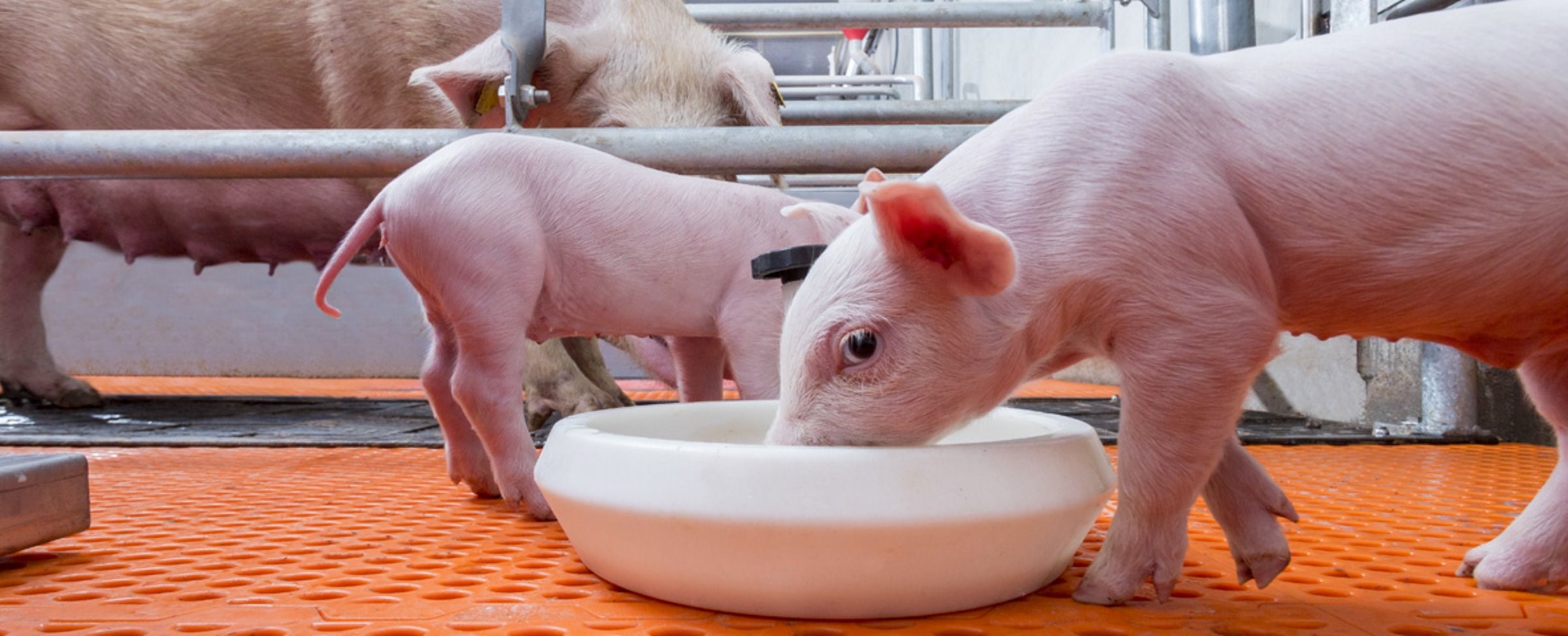 Managing drinking water quality for piglets