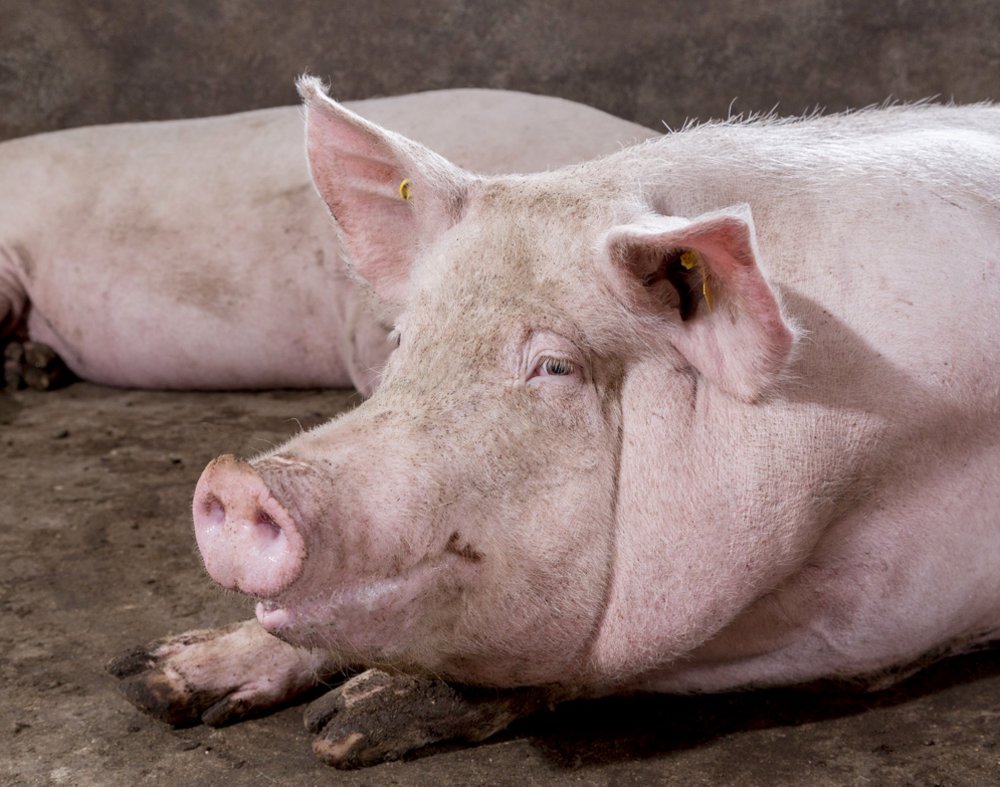 Optimising sow body condition with the right energy balance