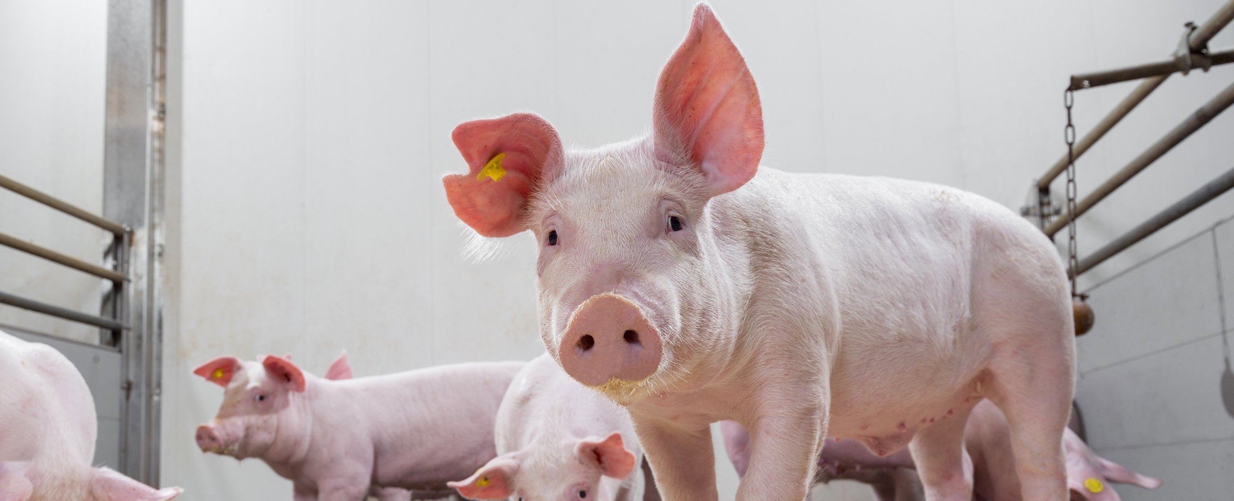 Antimicrobial reduction in piglets