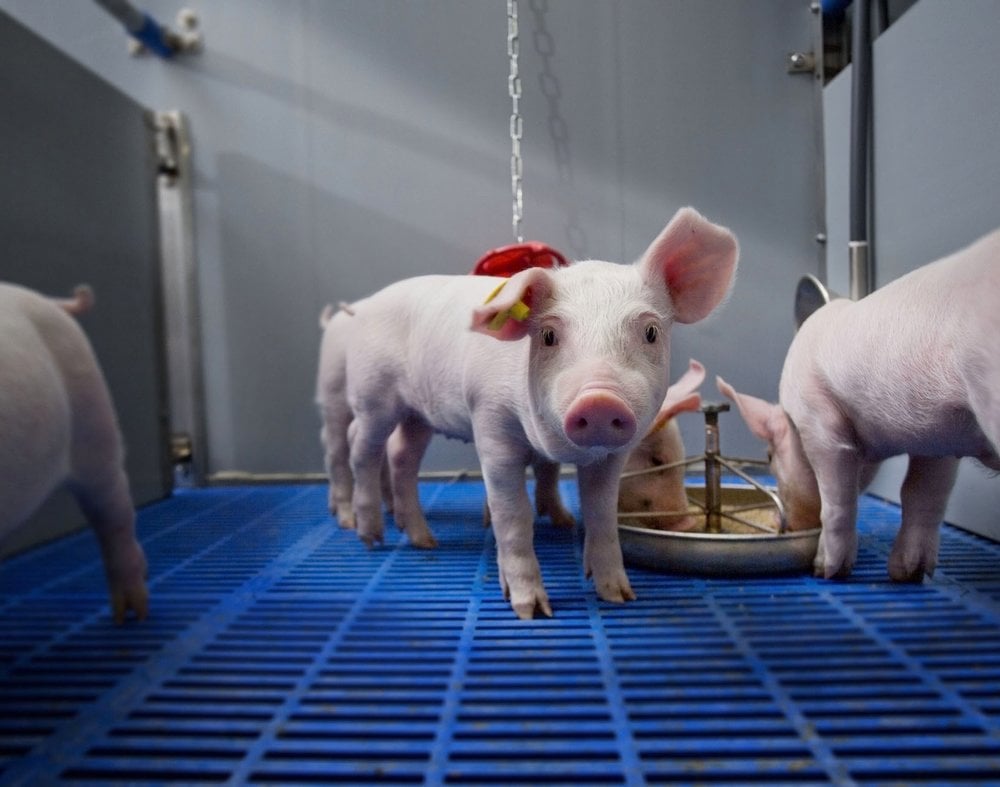 Preventing diarrhoea in piglets