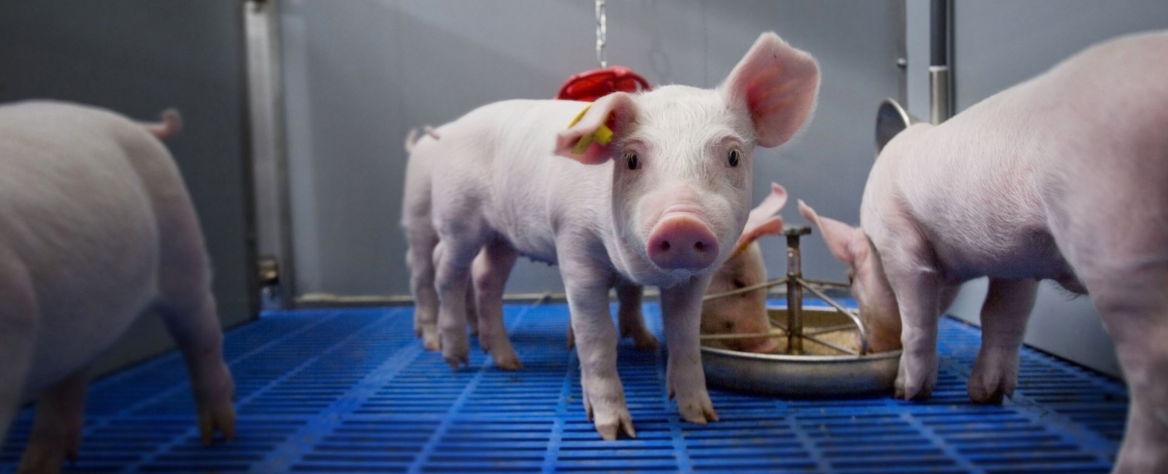 Preventing diarrhoea in piglets