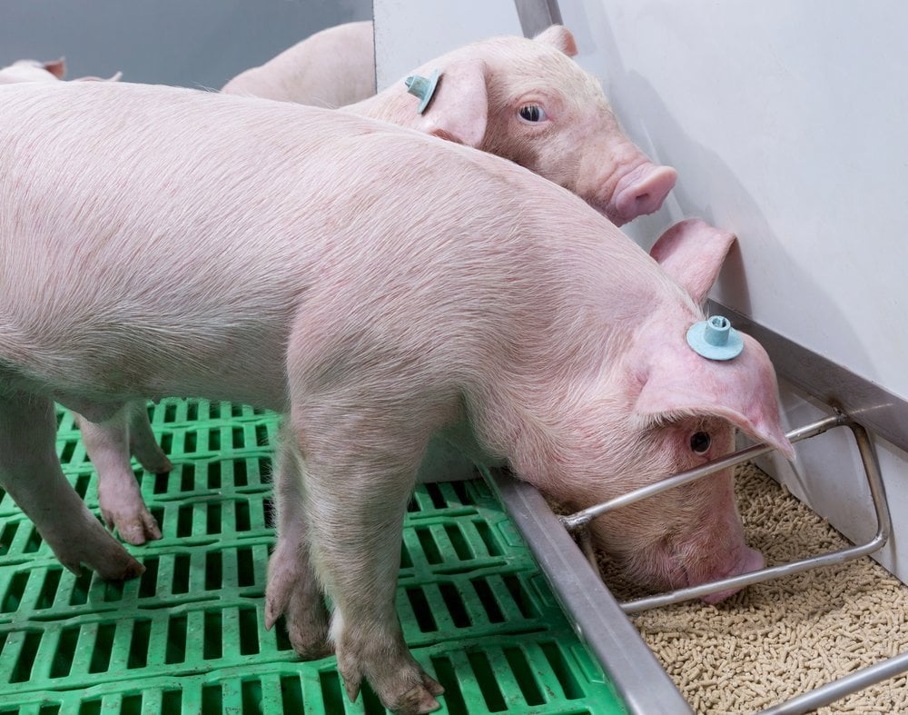 Effectively managing feed intake for grower-finisher pigs