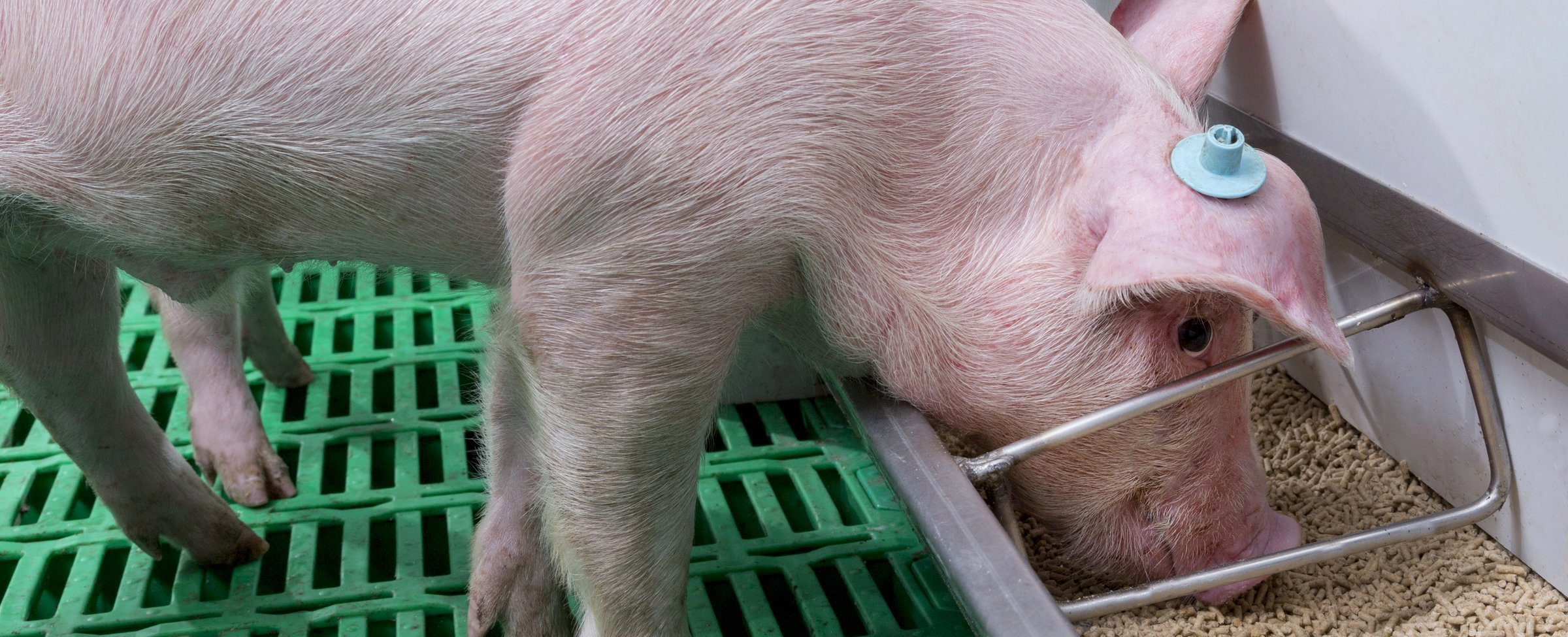 Effectively managing feed intake for grower-finisher pigs