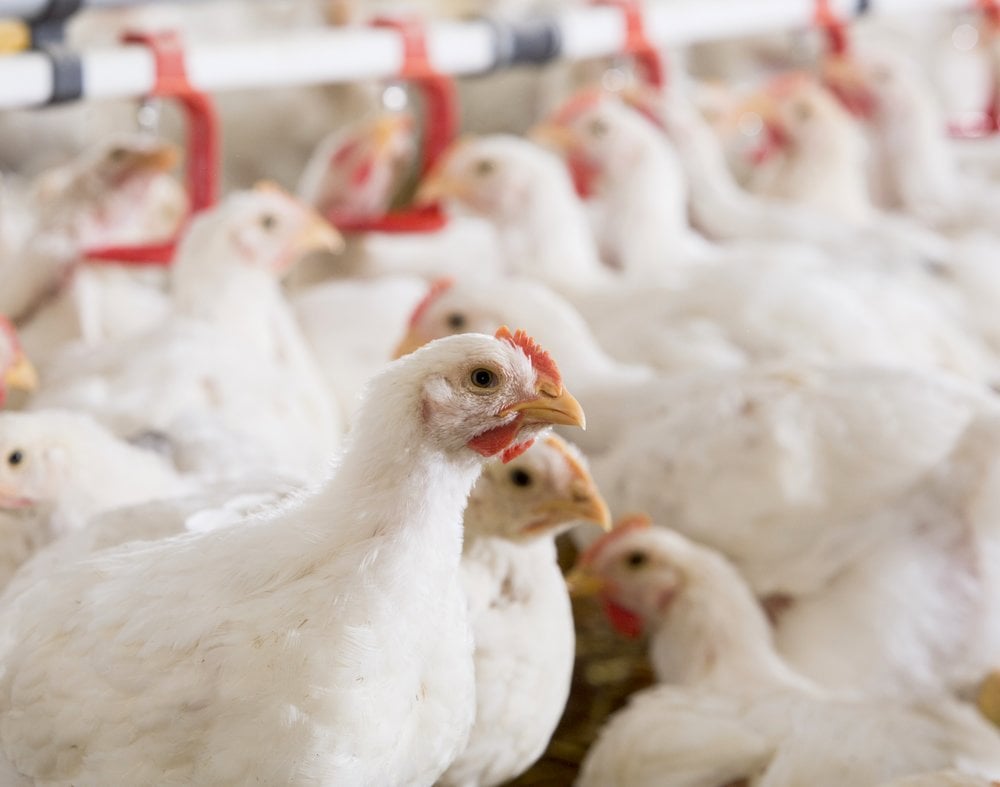 Preventing dysbacteriosis/bacterial enteritis in broilers