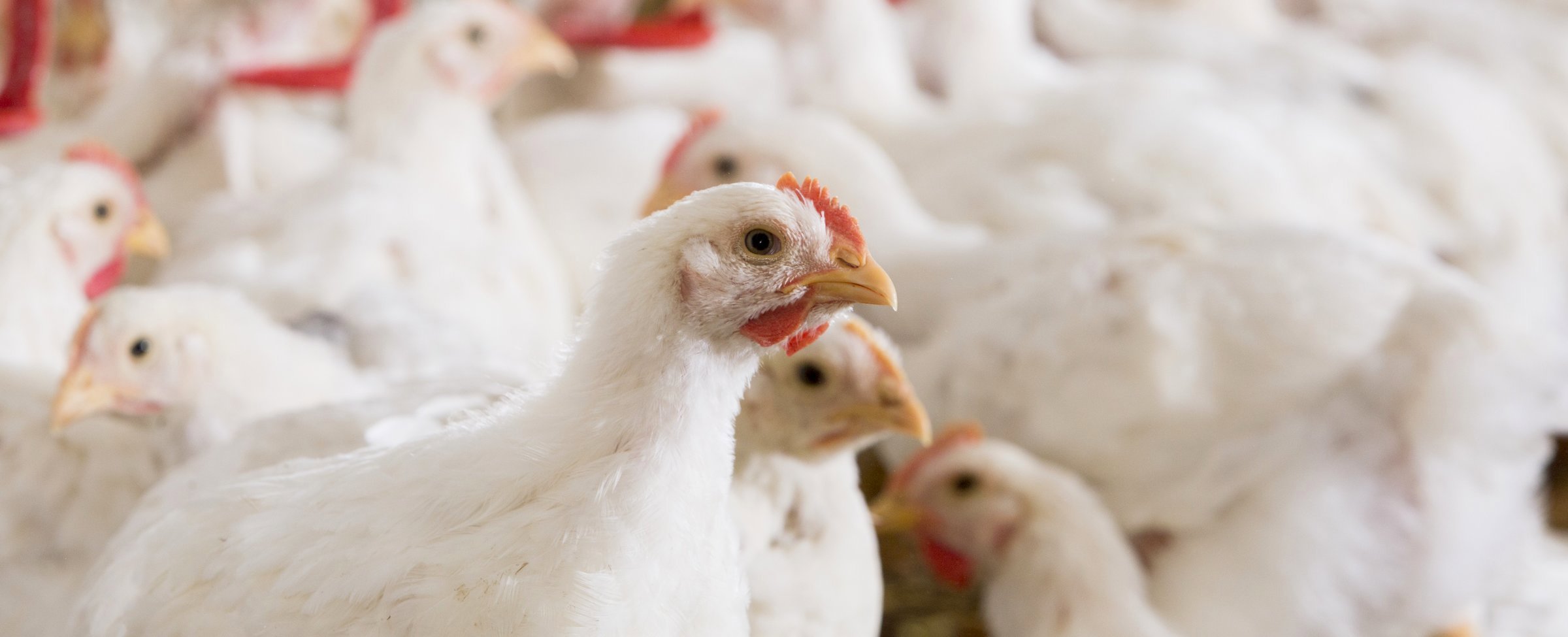 Preventing dysbacteriosis/bacterial enteritis in broilers