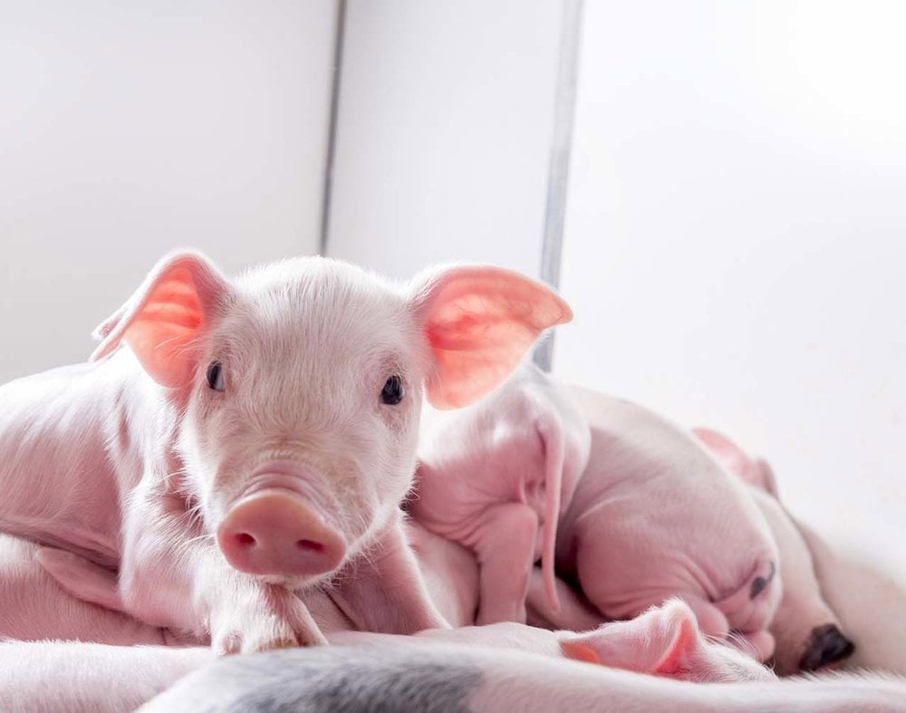 Piglet health