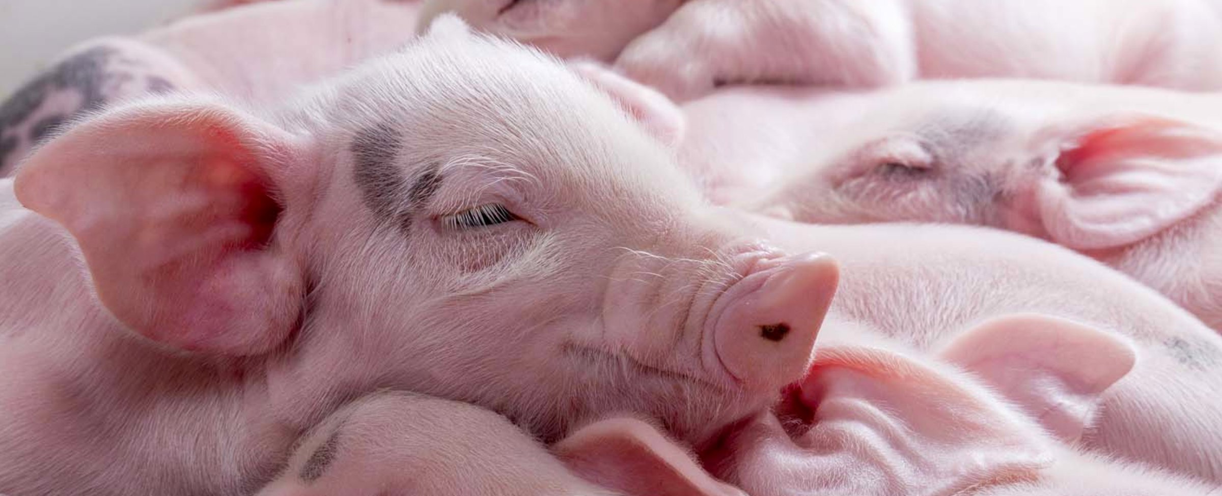 Piglet vitality and mortality