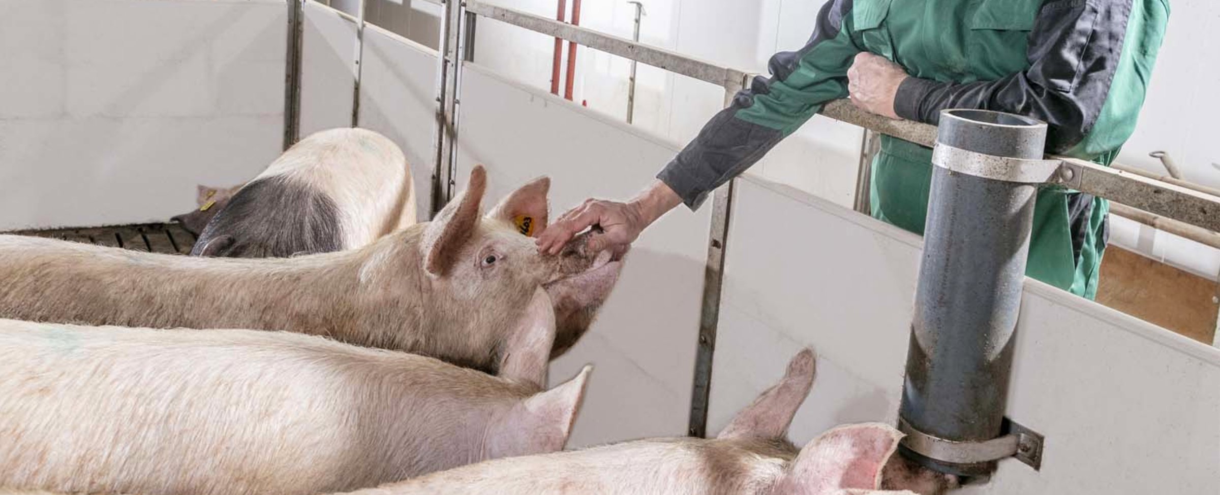 Managing feed intake of modern sows