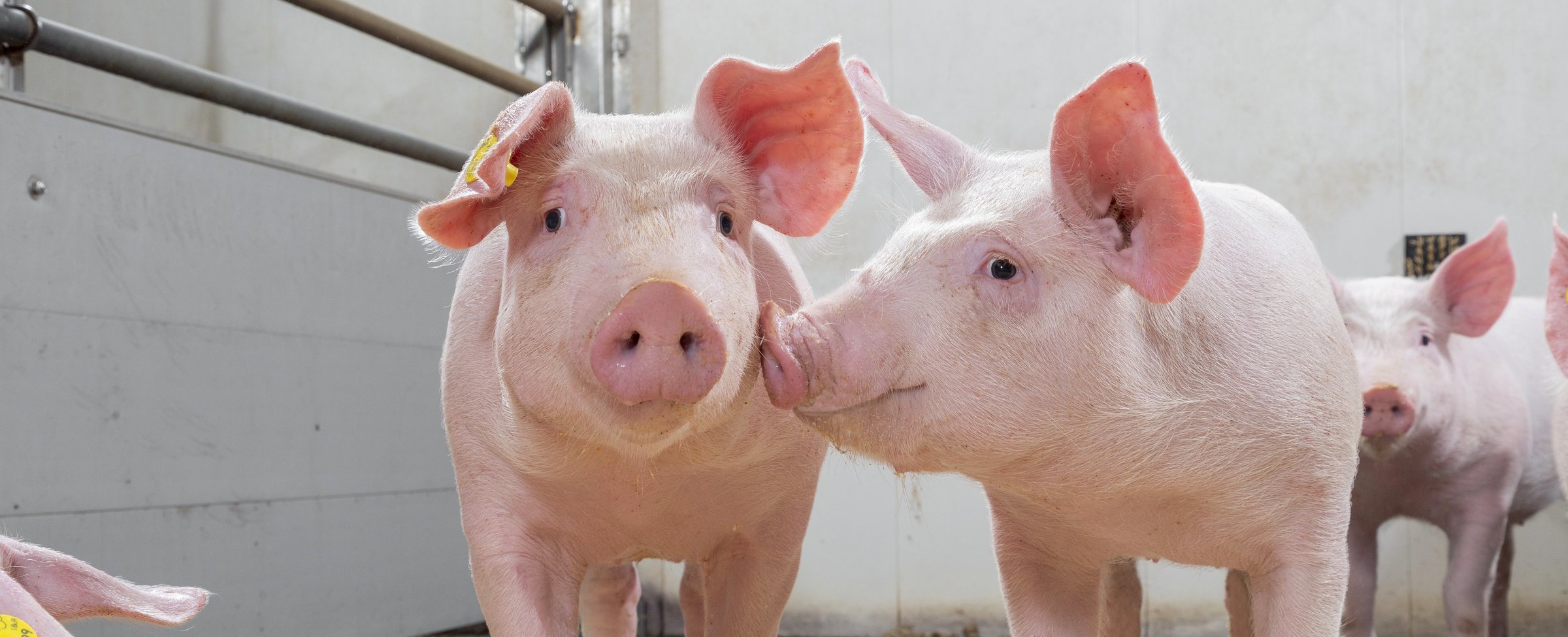 Controlling Salmonella in piglets