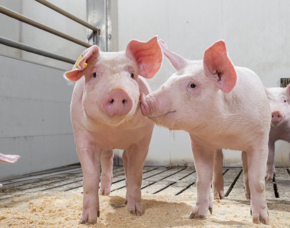 Controlling Salmonella in piglets