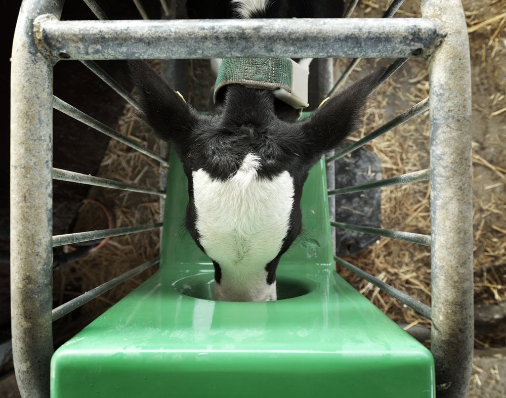 A strong performing calf, drinking from an automatic feeder