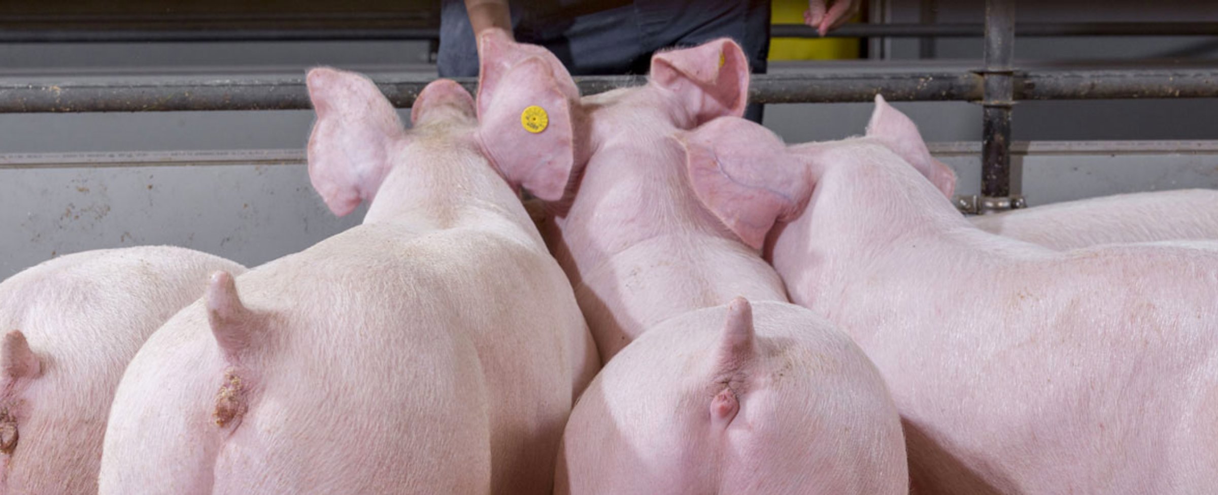 Promoting uniform growth in grower-finisher pigs