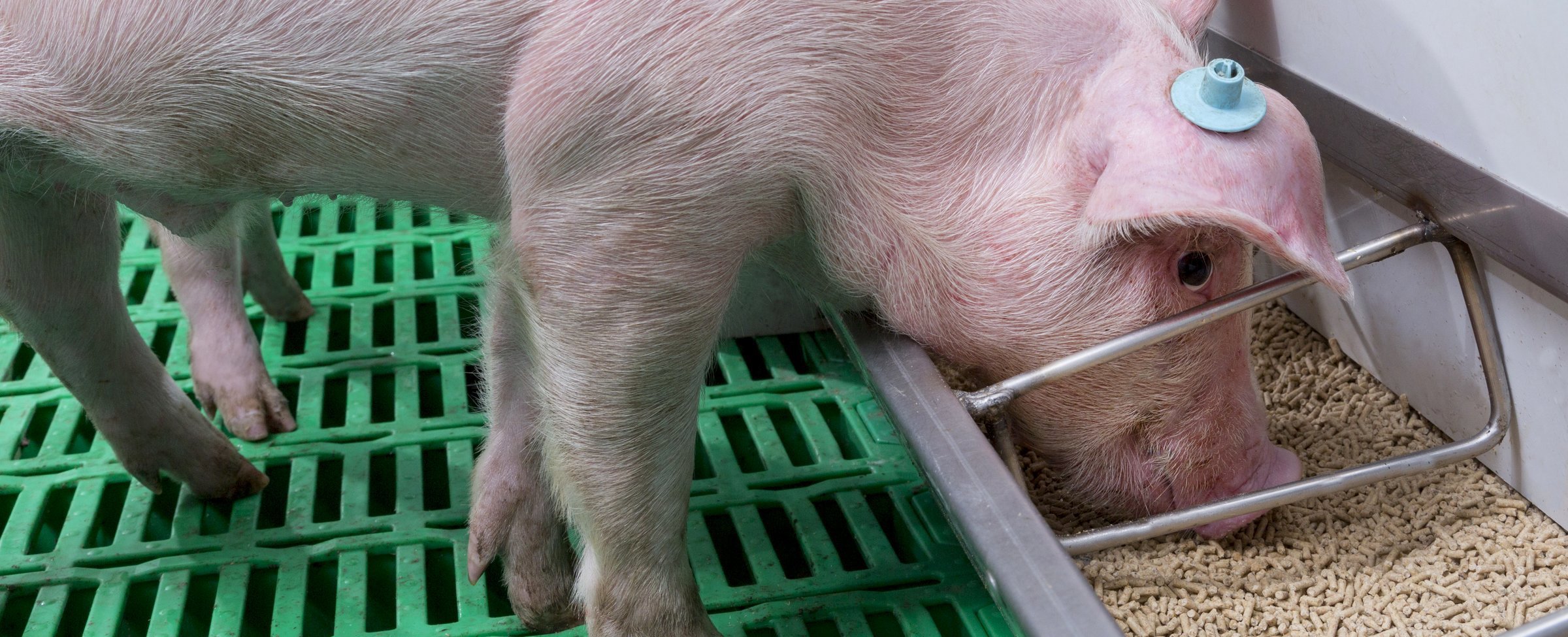 Enhancing feed efficiency in grower-finisher pigs