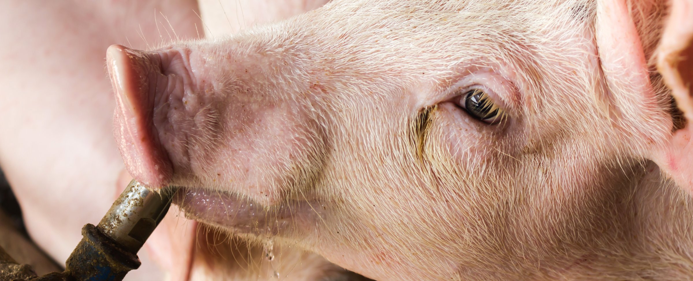 Ensuring water quality for grower-finisher pigs