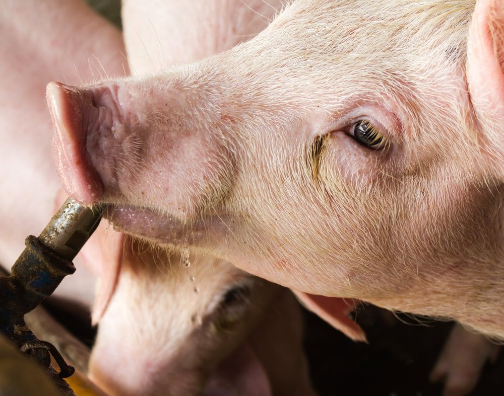 Ensuring water quality for grower-finisher pigs