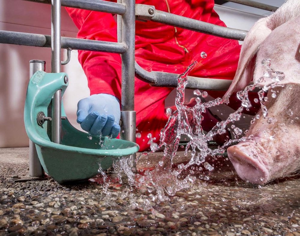 Ensuring water quality for sows