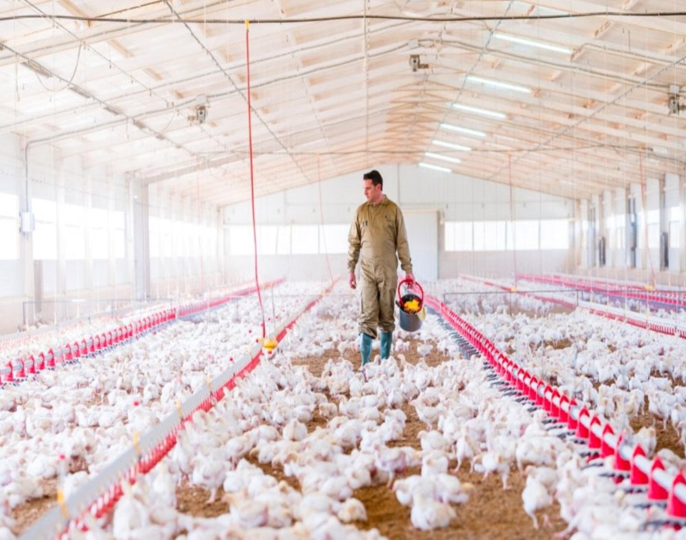 Improving growth and uniformity of broilers