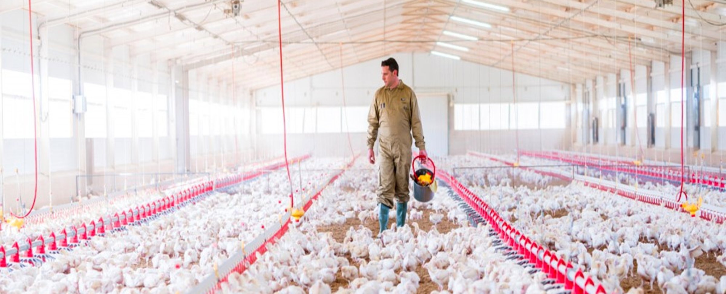 Improving growth and uniformity of broilers