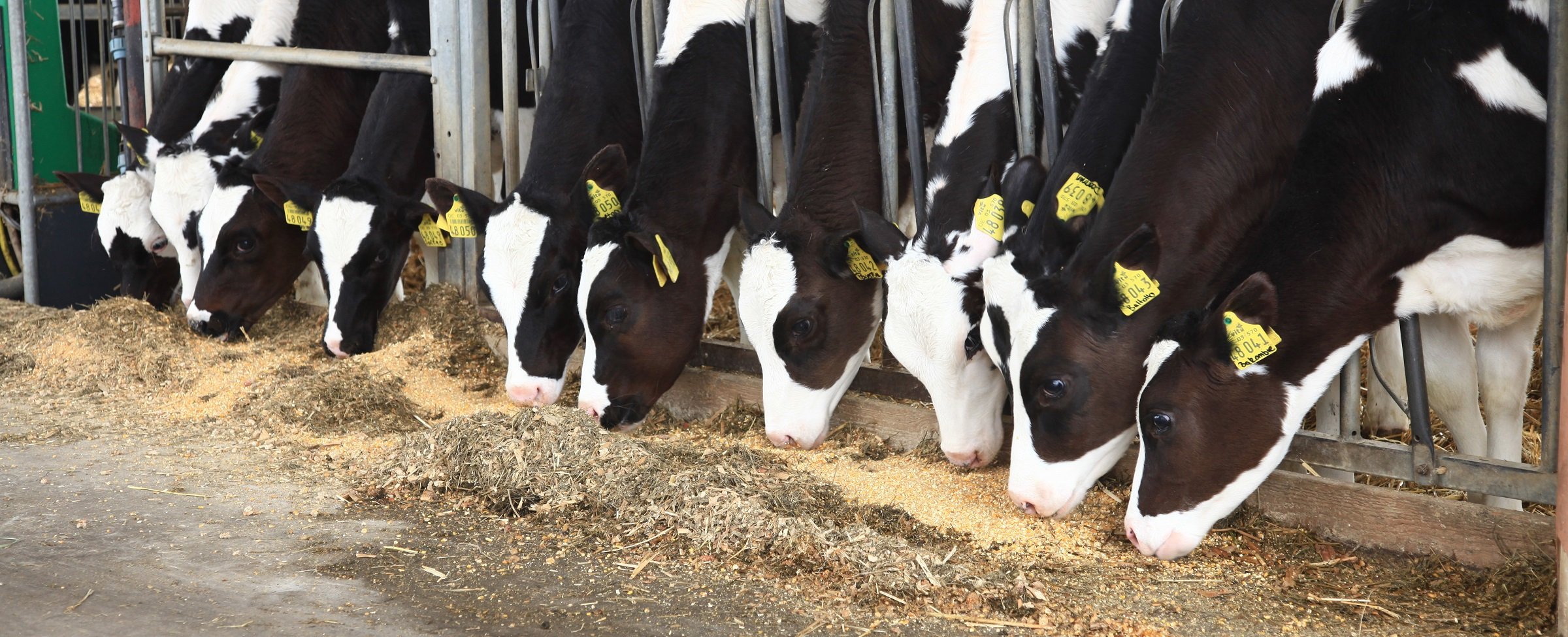 Calf and heifer feed management