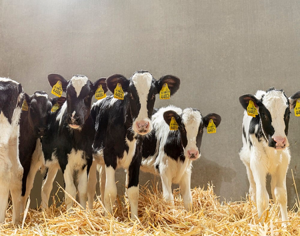 Managing your calf’s good health