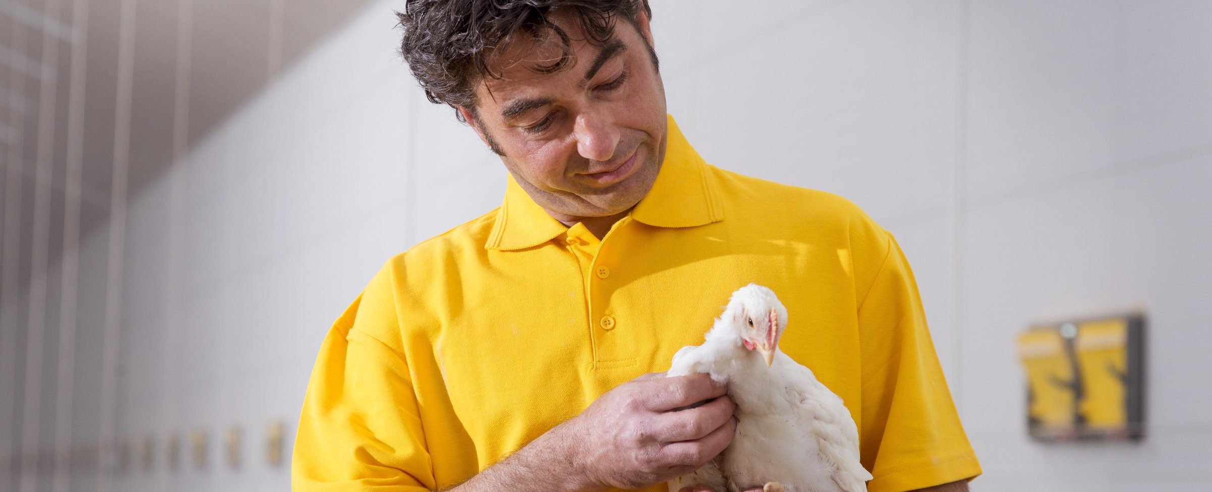 Enhancing immunity in broilers