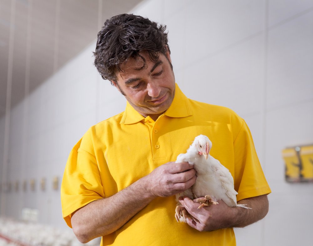 Enhancing immunity in broilers