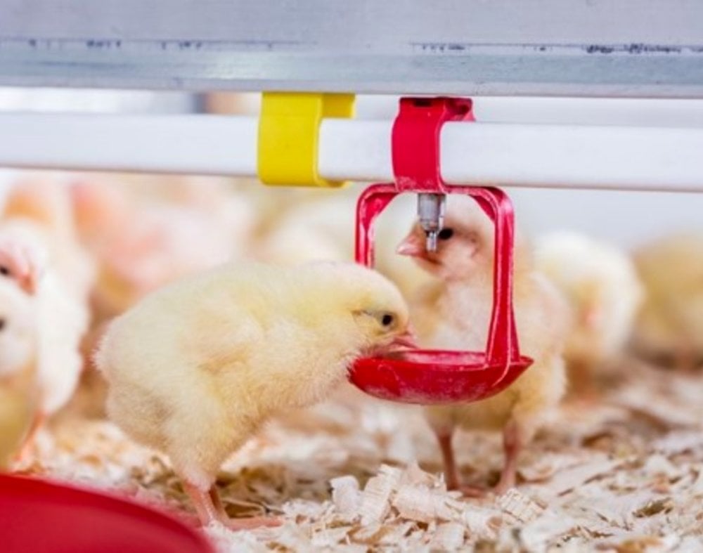 Improving broiler performance without increasing costs